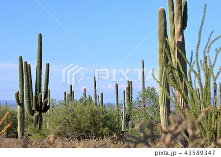 アリゾナのサボテン　弁慶柱　サワロ 43589347