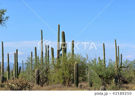 アリゾナのサボテン　弁慶柱　サワロ 43589350