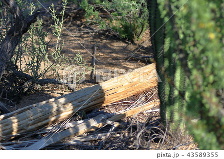 アリゾナのサボテン　弁慶柱　サワロ 43589355