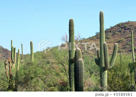 アリゾナのサボテン　弁慶柱　サワロ 43589361