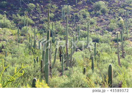 アリゾナのサボテン　弁慶柱　サワロ 43589372