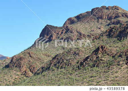 アリゾナのサボテン　弁慶柱　サワロ 43589378