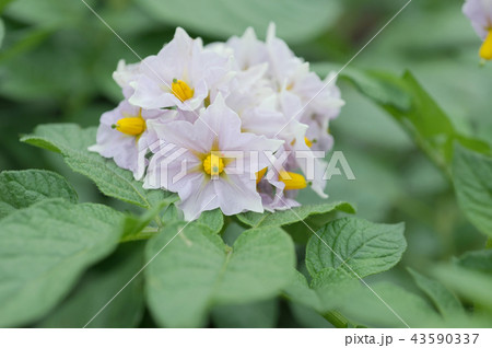 ジャガイモの花 43590337