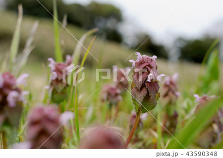 ヒメオドリコソウ ヒメオドリコソウ 43590348