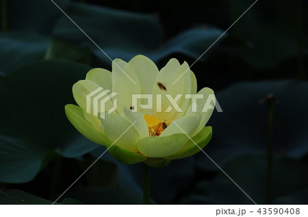 花 蓮 京畿道 43590408