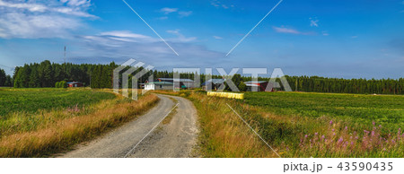 Typical scandinavian countryside in summer 43590435