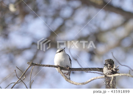 ゴジュウカラ 43591899