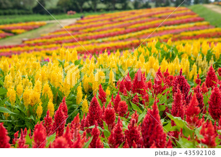 栃木県 那須フラワーワールド 栃木県 那須フラワーワールド 43592108