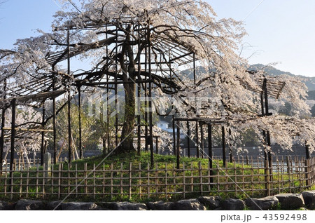 宇治川中の島の満開枝垂れ桜 宇治川中の島の満開枝垂れ桜 43592498