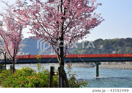 宇治川沿いの満開桜と朝霧橋 宇治川沿いの満開桜と朝霧橋 43592499