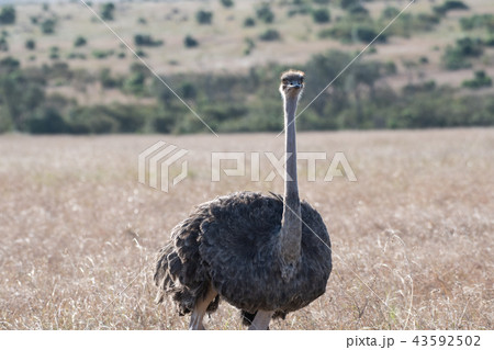 ダチョウ　マサイマラ 43592502