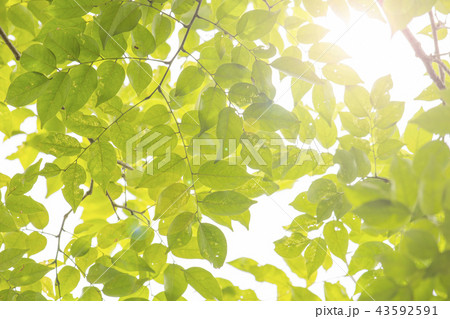 Background image of leaves Background image of leaves 43592591