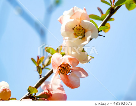 ボケの花 ボケの花 43592675