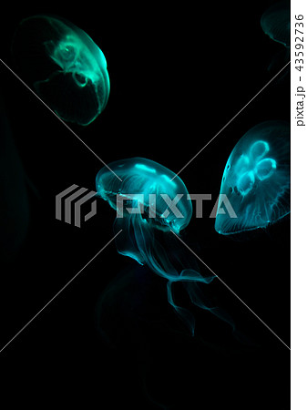 Low key jellyfish sea saltwater tank aquarium Low key jellyfish sea saltwater tank aquarium 43592736