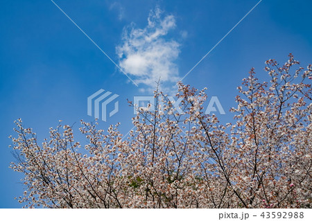 桜 金立公園 桜 金立公園 43592988