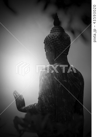 Buddha in black and white 43593020