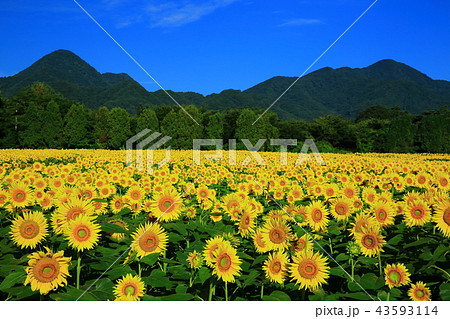 南昌山とひまわり畑 43593114