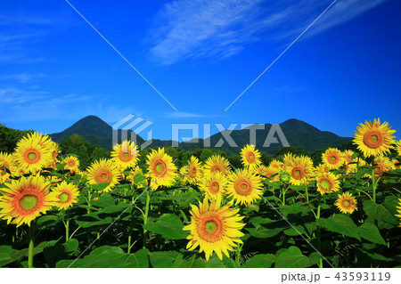 南昌山とひまわり畑 南昌山とひまわり畑 43593119