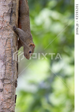 The squirrel is on the tree. The squirrel is on the tree. 43593201