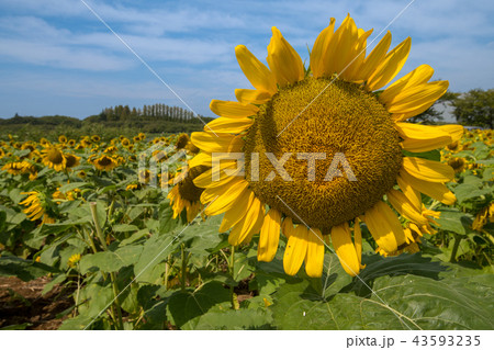 ひまわり 伊佐沼湖畔 花畑 川越市 ひまわり 伊佐沼湖畔 花畑 川越市 43593235