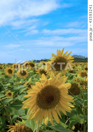 ひまわり 伊佐沼湖畔 花畑 川越市の写真素材