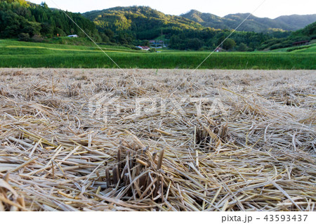 稲刈り後 43593437