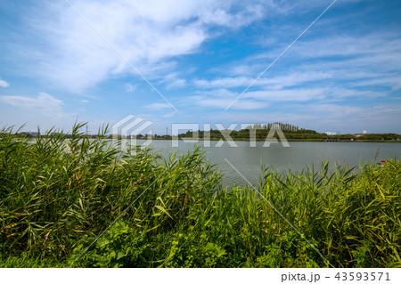 伊佐沼湖畔 川越市の写真素材