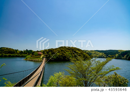 大分農業文化公園　吊り橋 43593646