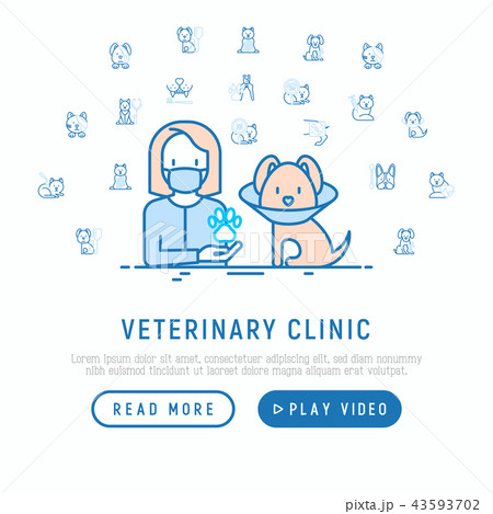Veterinary clinic: dog in protective collar Veterinary clinic: dog in protective collar 43593702