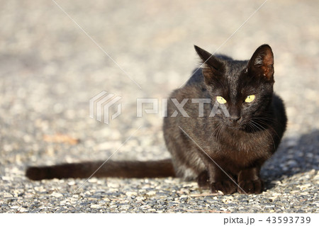 尾長の黒猫 尾長の黒猫 43593739