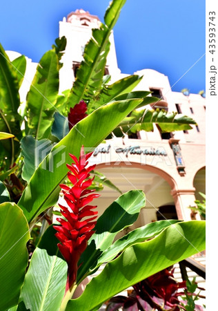 ハワイの休日 43593743