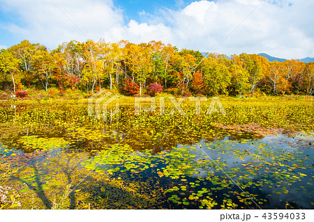 "秋の志賀高原 蓮池の紅葉 "秋の志賀高原 蓮池の紅葉 43594033