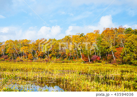 "秋の志賀高原 蓮池の紅葉 "秋の志賀高原 蓮池の紅葉 43594036