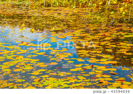 "秋の志賀高原 蓮池の紅葉 43594039