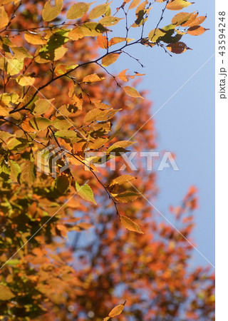 鳥取 四季の散歩 秋 紅葉 東光寺 鳥取 四季の散歩 秋 紅葉 東光寺 43594248