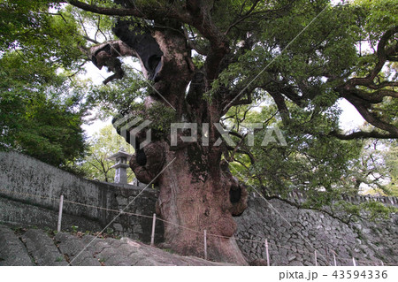 佐賀　與止日女神社の大楠 43594336