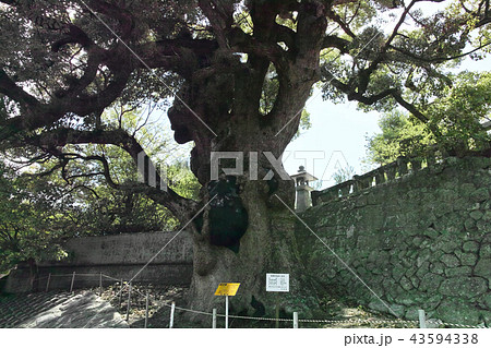 佐賀　與止日女神社の大楠 43594338