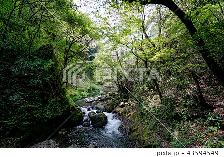 天岩戸神社 五ヶ瀬川 天岩戸神社 五ヶ瀬川 43594549