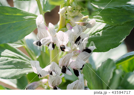 ソラマメの花 ソラマメの花 43594717