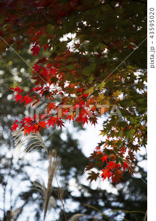 もみじの紅葉 もみじの紅葉 43595020