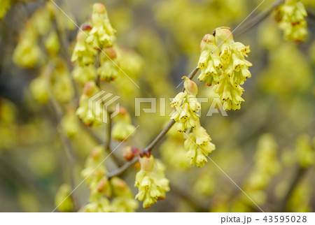 ヒュウガミズキ 43595028