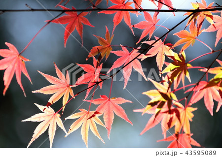 紅葉 43595089