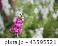 アンゲロニア 43595521