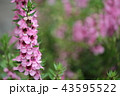アンゲロニア 43595522