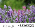 アンゲロニア 43595523