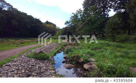 公園の小川 43595604