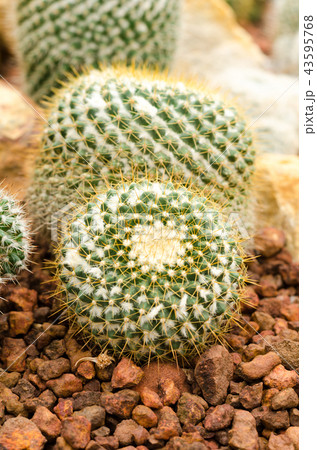 cactus plant 43595768