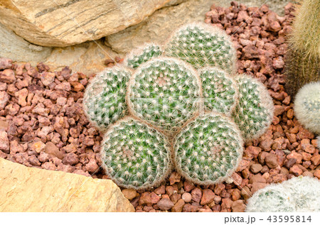 Mammillaria cactus plant 43595814