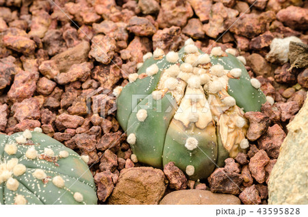 Plant rusts 43595828