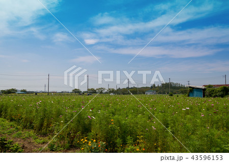 コスモス畑 伊佐沼湖畔 花畑 川越市の写真素材